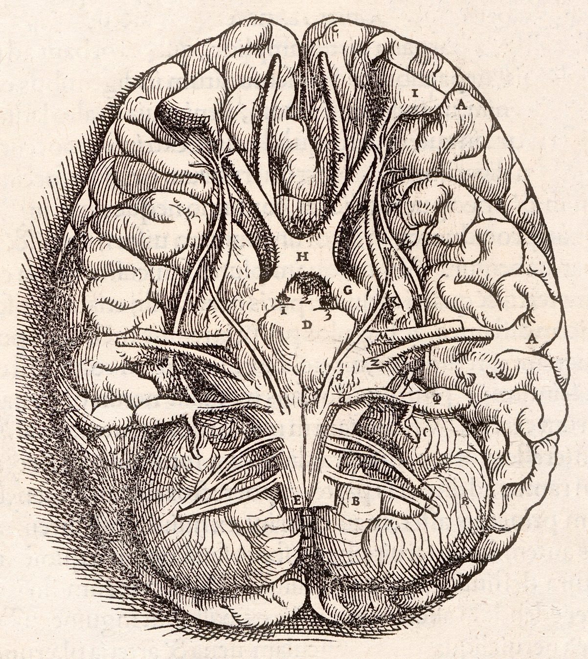Grabado renacentista de la base del cerebro visto desde abajo, con los nervios que salen de él