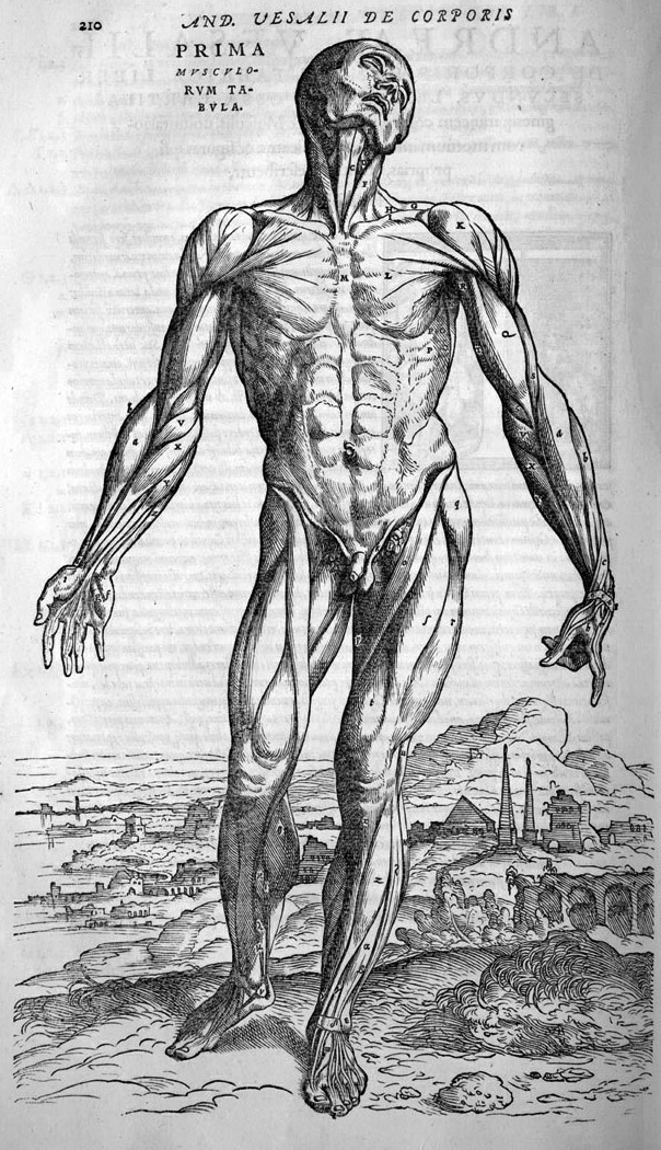 Grabado renacentista de una figura humana de pie sin piel, mostrando todos los músculos superficiales del cuerpo, en un paisaje