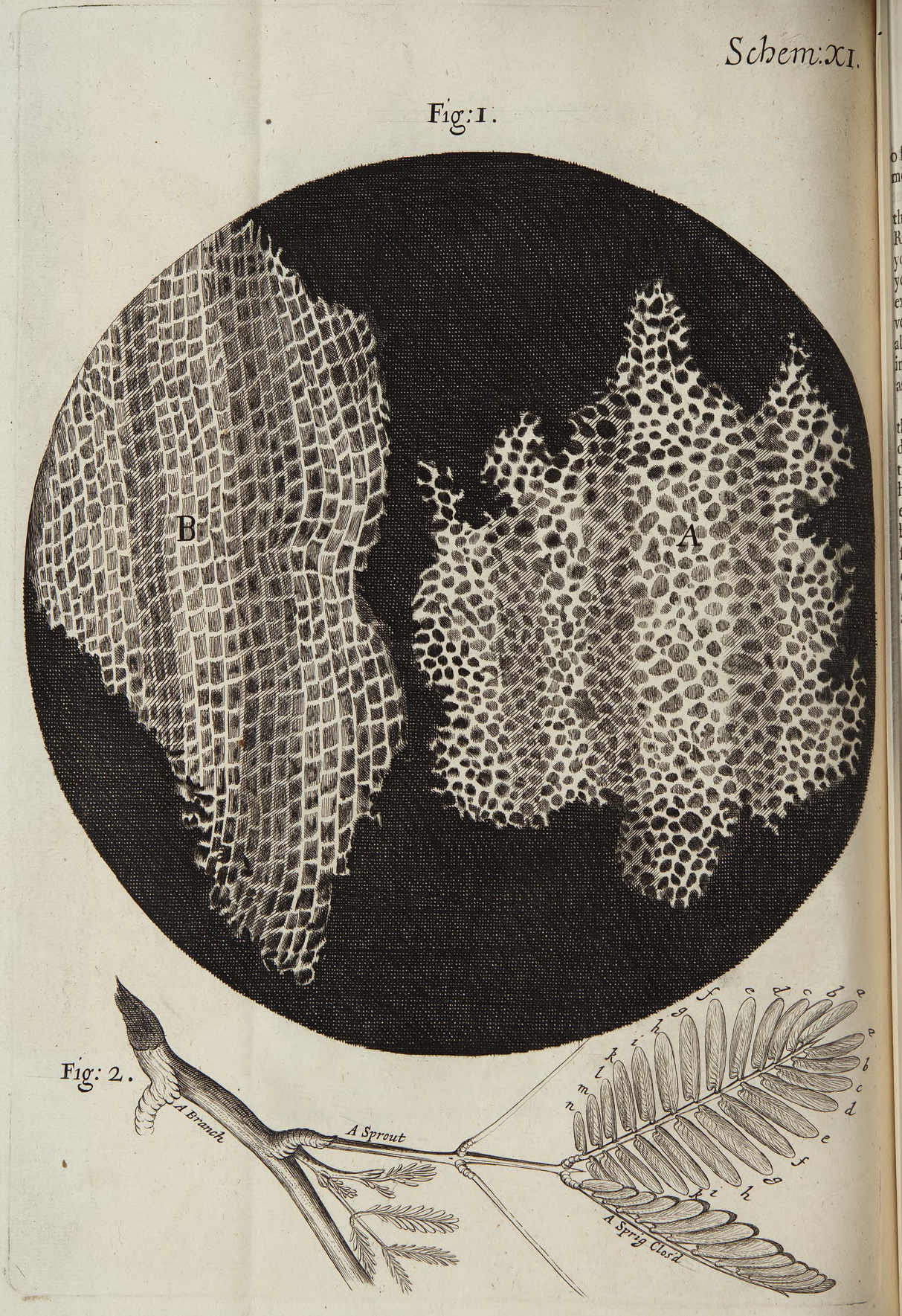 Grabado antiguo con dos láminas circulares vistas al microscopio que muestran una red de celdillas como un panal, y debajo una rama de alcornoque
