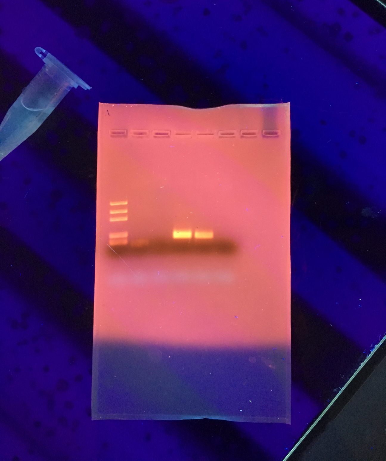 Gel rectangular iluminado sobre fondo azul en el que se ven varias bandas brillantes de color naranja en columnas