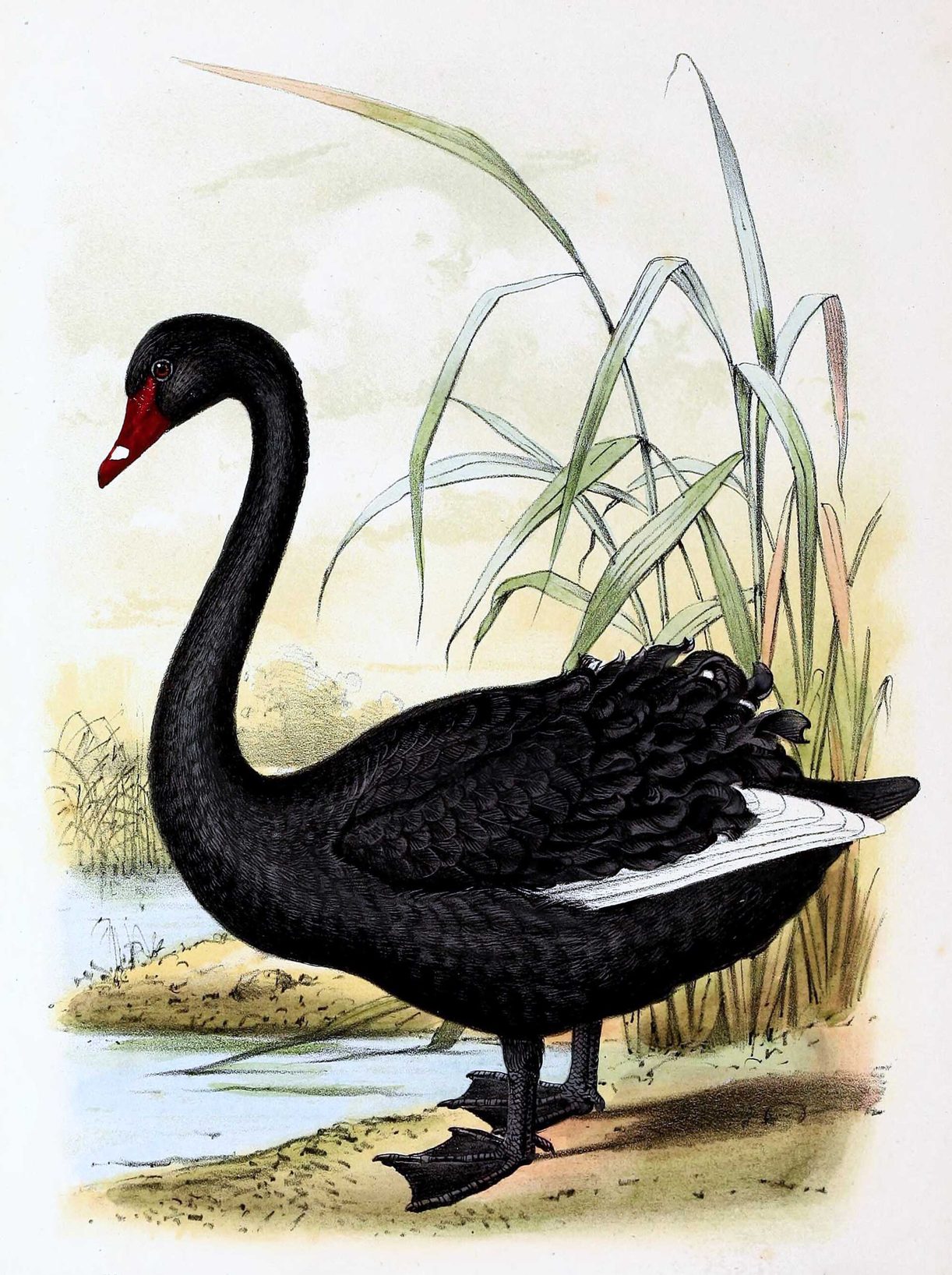 Ilustración antigua de un cisne negro