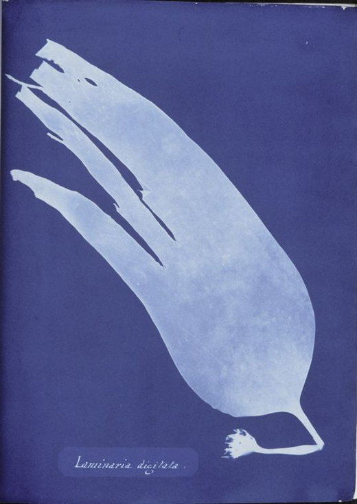 Cianotipo azul con la silueta blanca de un alga grande y ancha, de forma alargada y con el borde deshilachado, y un rótulo manuscrito abajo que dice Laminaria digitata