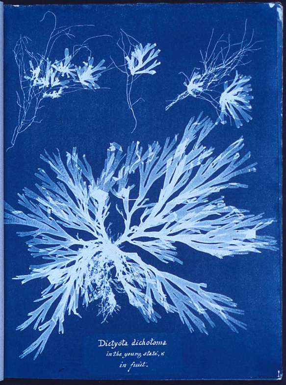 Cianotipo azul intenso con la silueta blanca de un alga ramificada y una leyenda manuscrita al pie