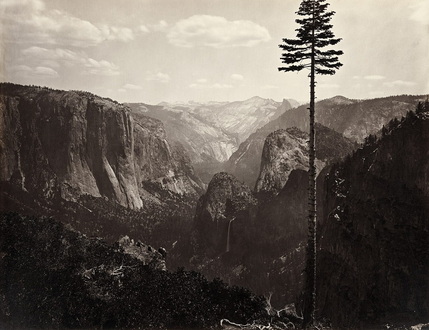 Fotografía del valle de Yosemite hacia 1865, con un pino alto en primer plano y las grandes paredes de granito al fondo