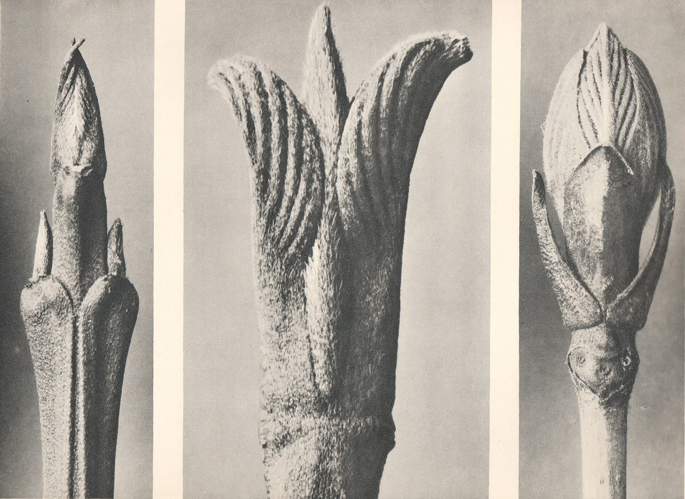 Tres brotes vegetales fotografiados en primer plano sobre fondo neutro, ampliados hasta parecer esculturas