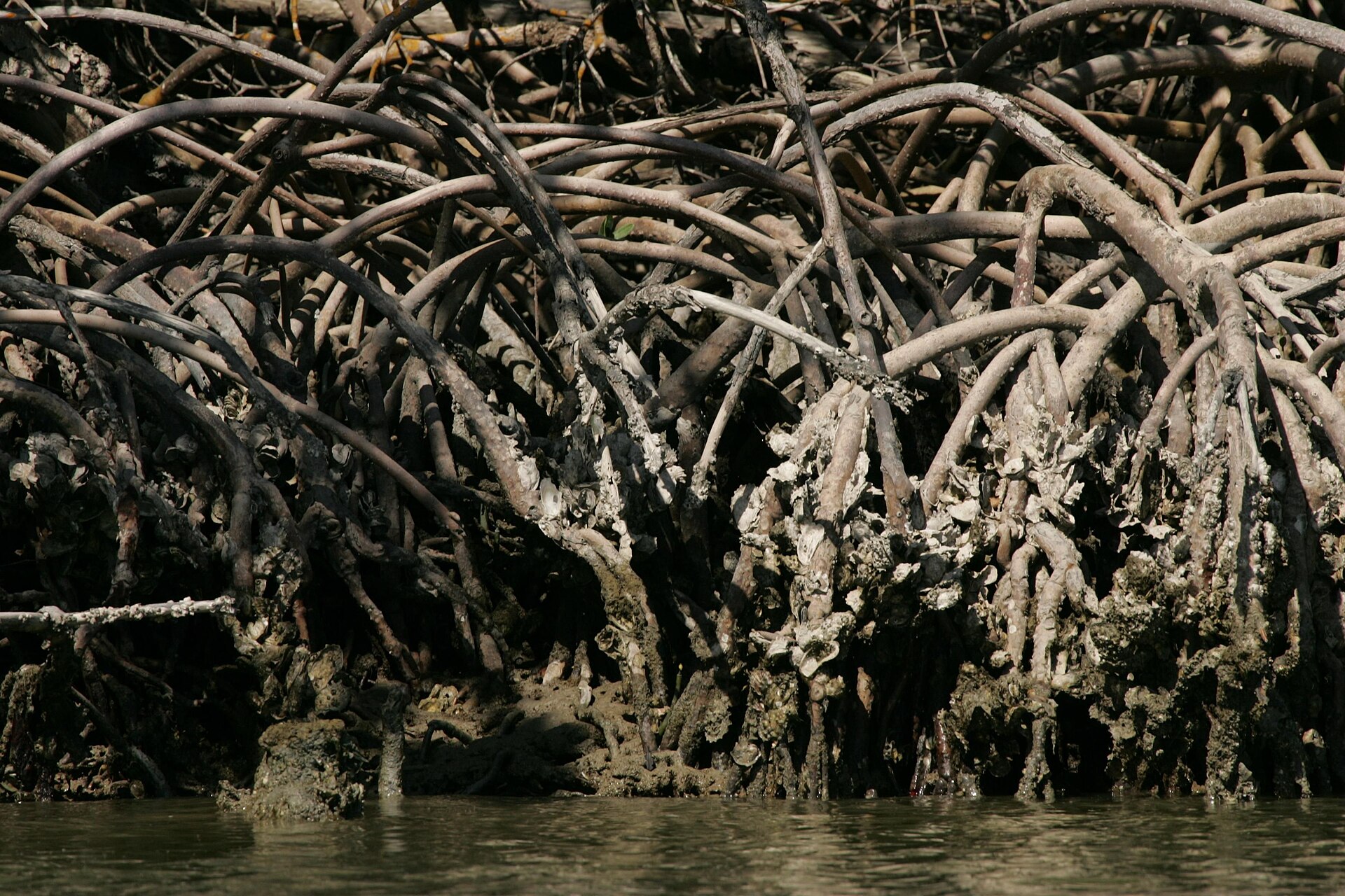 Maraña de raíces grises y arqueadas que salen del agua y se entrecruzan formando una celosía densa bajo la copa de los árboles