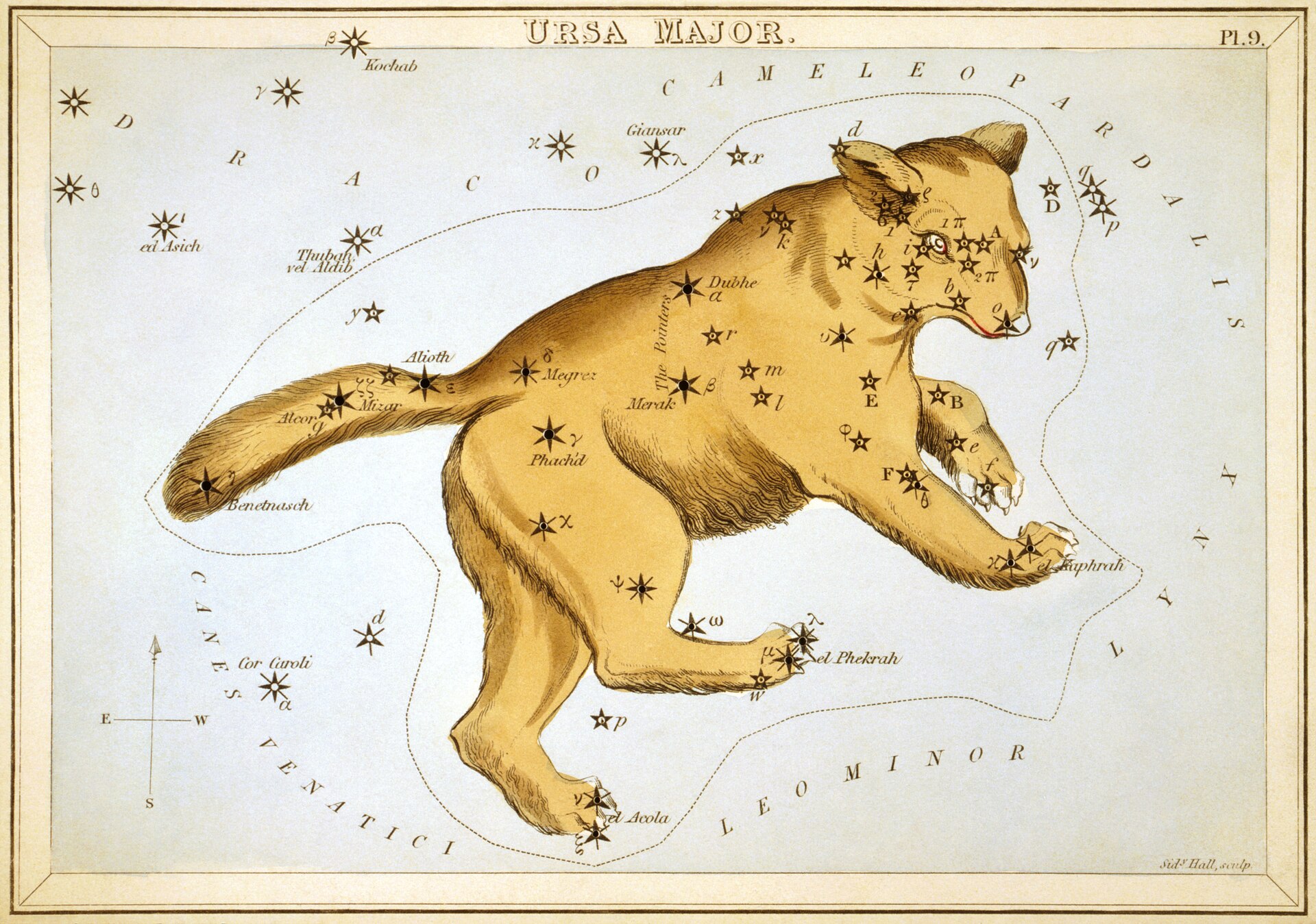 Carta celeste antigua con la figura de una osa dorada sobre la que se marcan las estrellas de la constelación