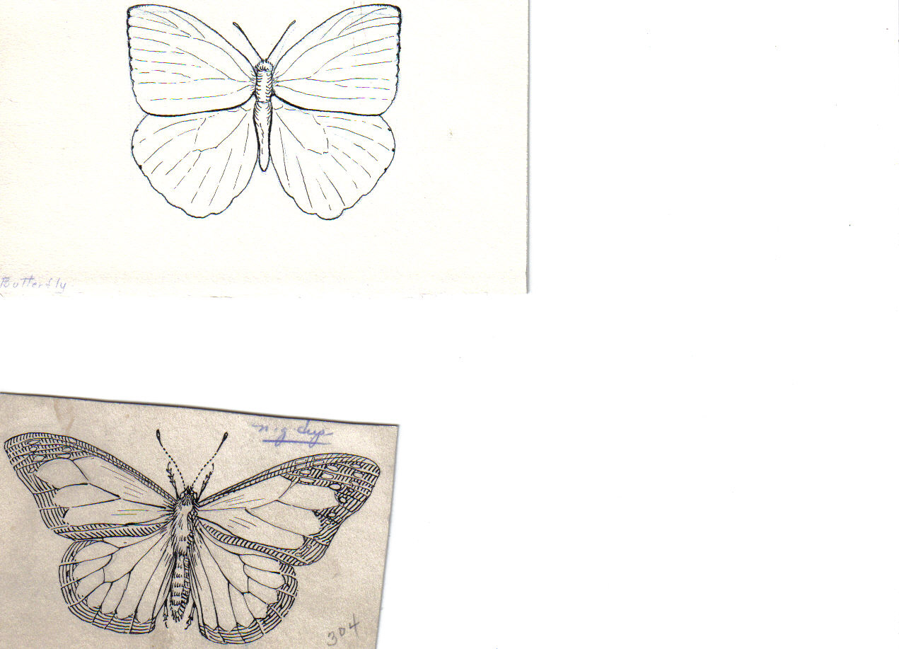 Dibujo a línea de una mariposa con las alas desplegadas