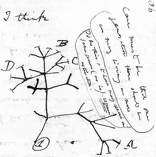 Página manuscrita con las palabras I think en la esquina superior y el dibujo a tinta de un árbol ramificado con ramas marcadas con letras
