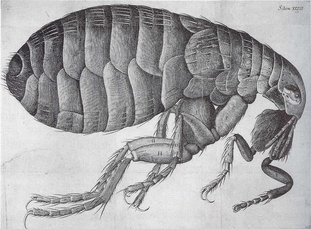Grabado de una pulga a gran tamaño y con detalle anatómico, procedente de la Micrographia de Hooke