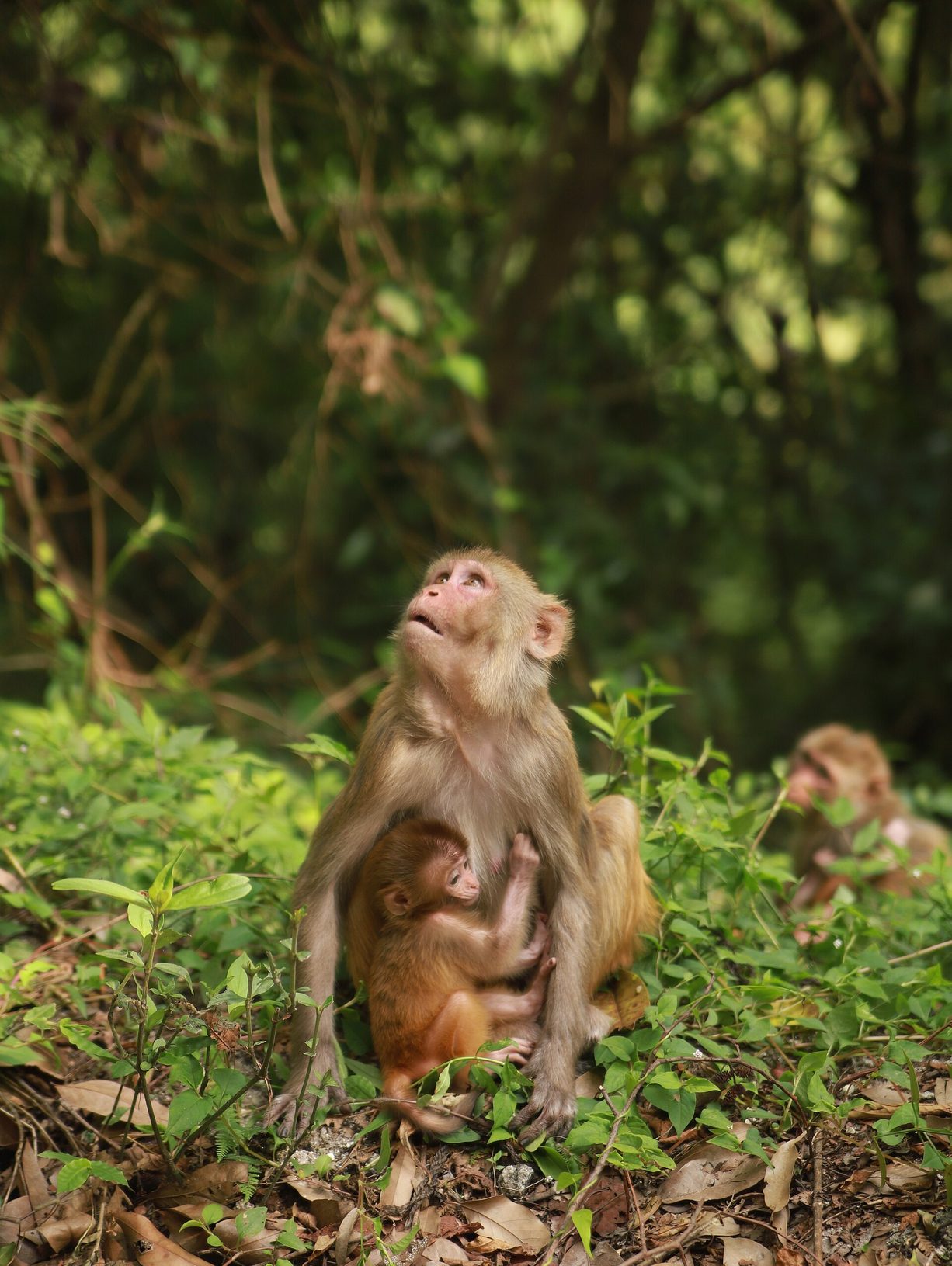 Una macaca rhesus sentada en el suelo del bosque con su cría agarrada al pecho
