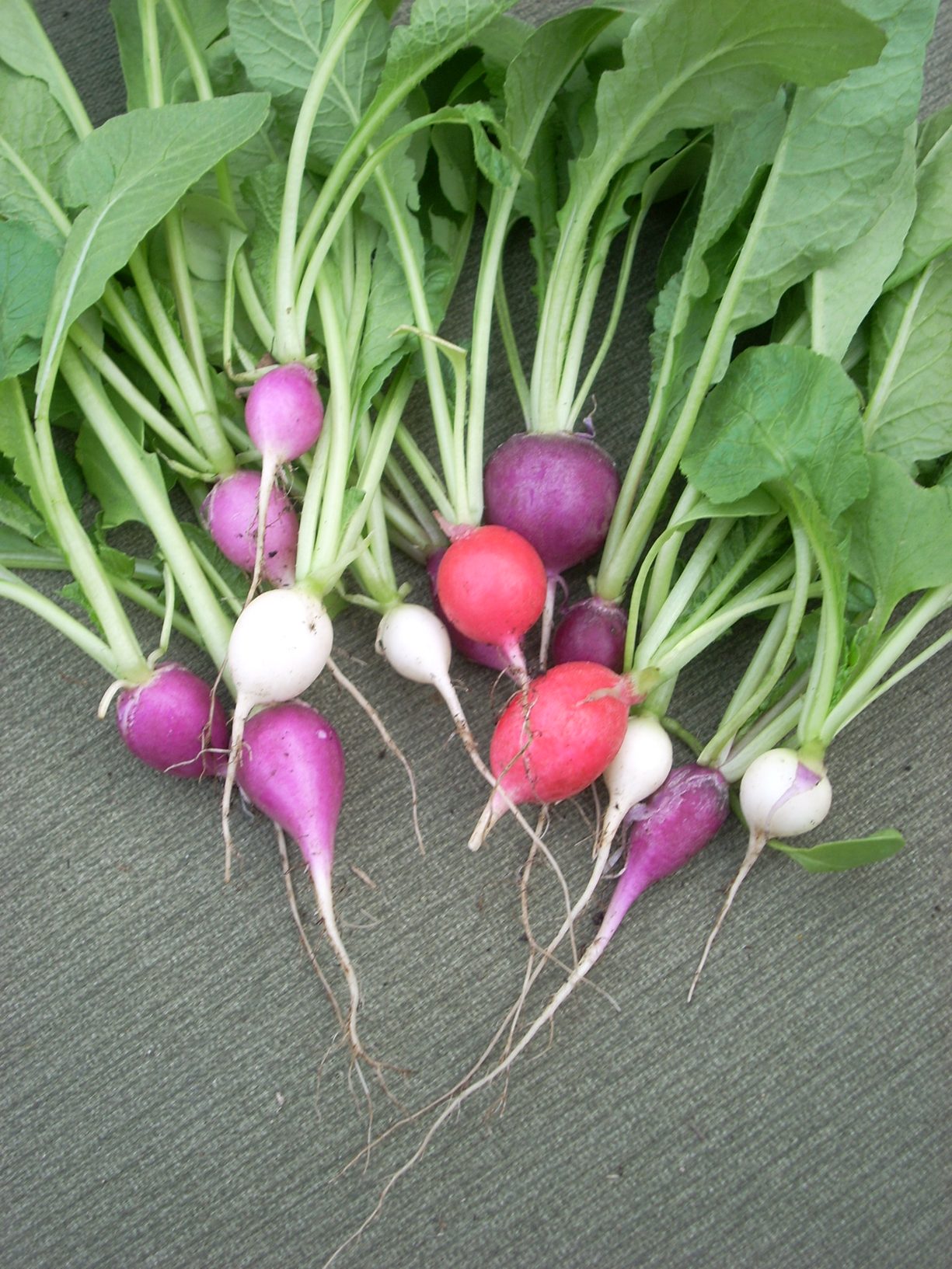 Manojo de rábanos rojos, rosas y blancos con sus hojas verdes sobre una superficie gris