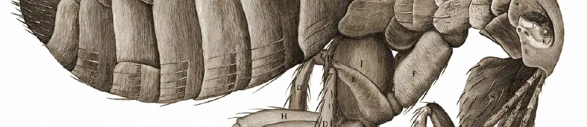 La pulga, de Micrographia — El método científico, discutido